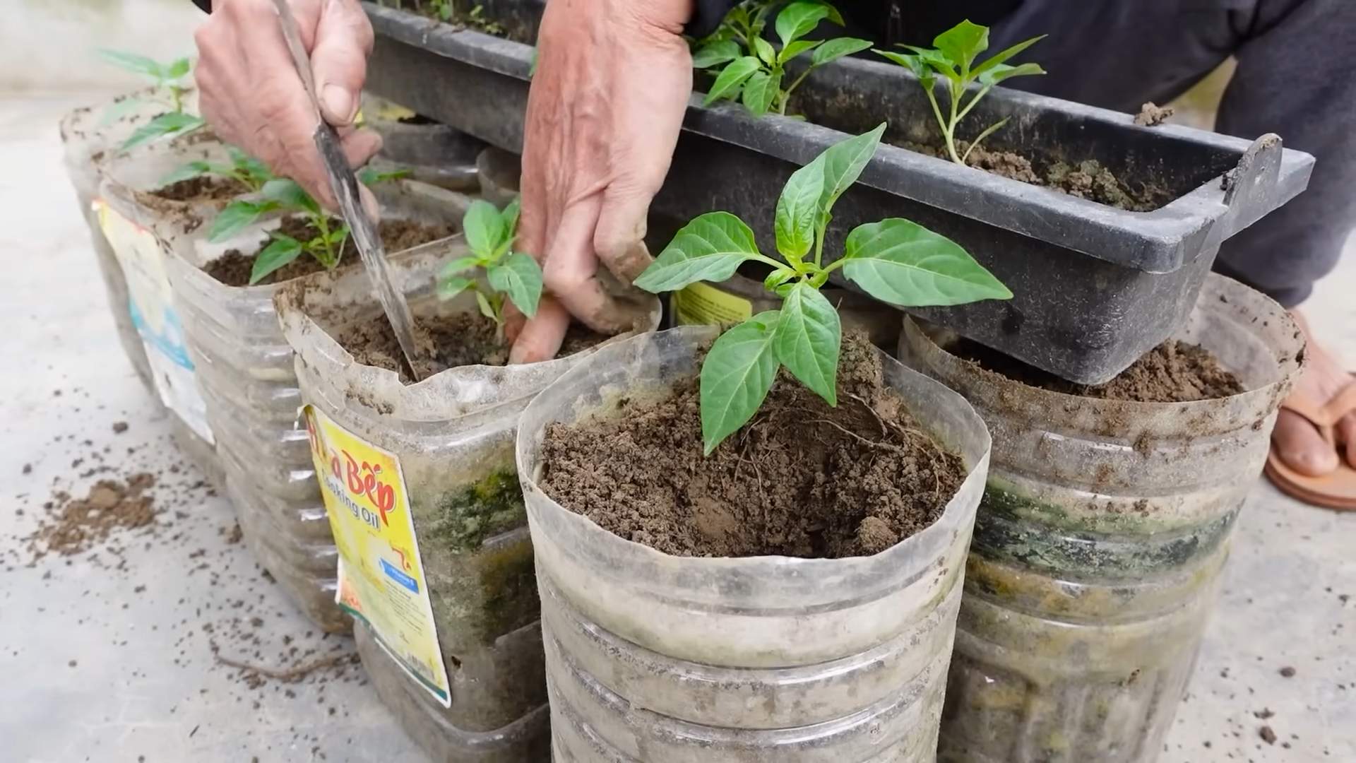 Chili pepper planting tips