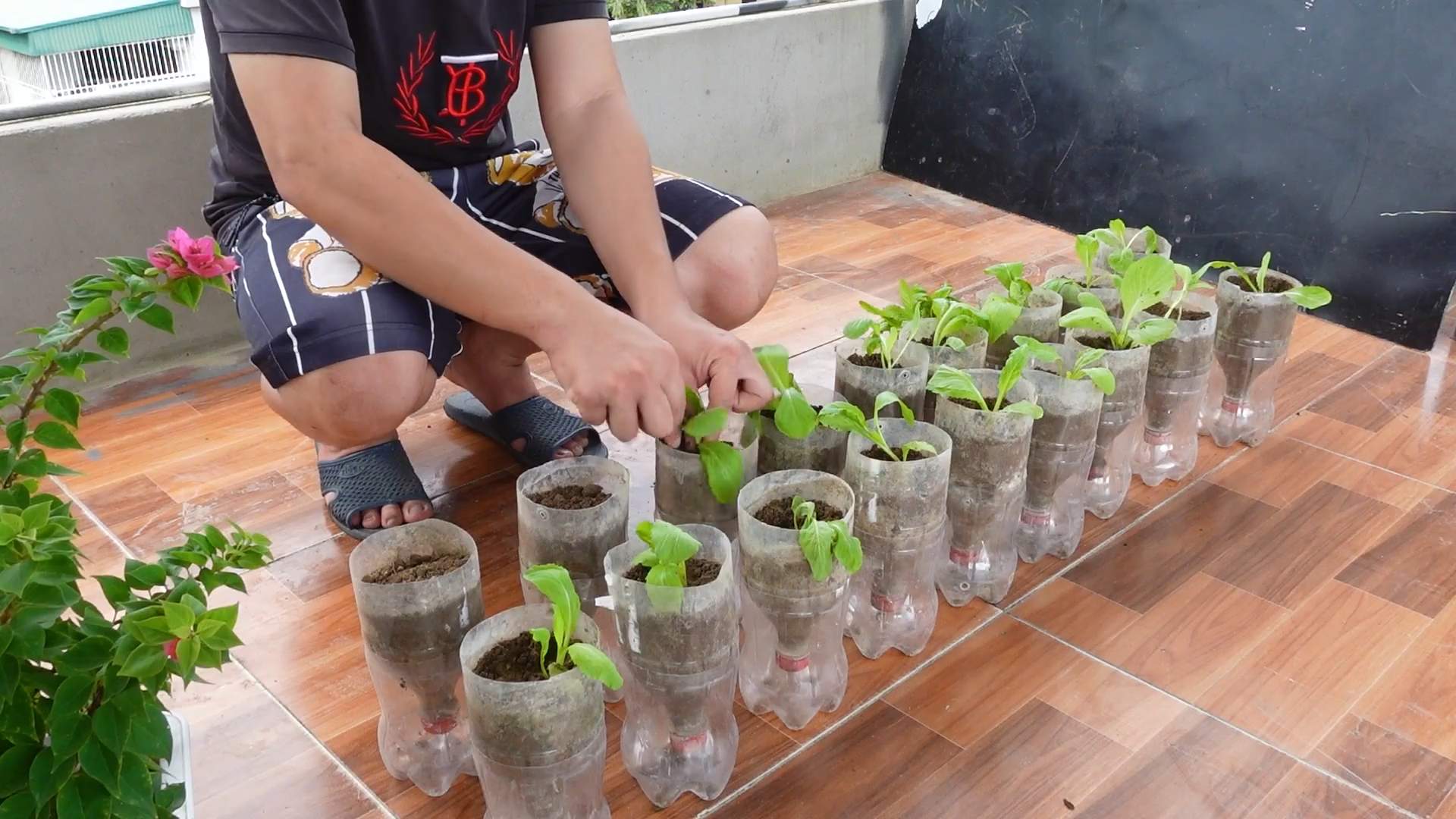 Grow Mustard Greens at Home