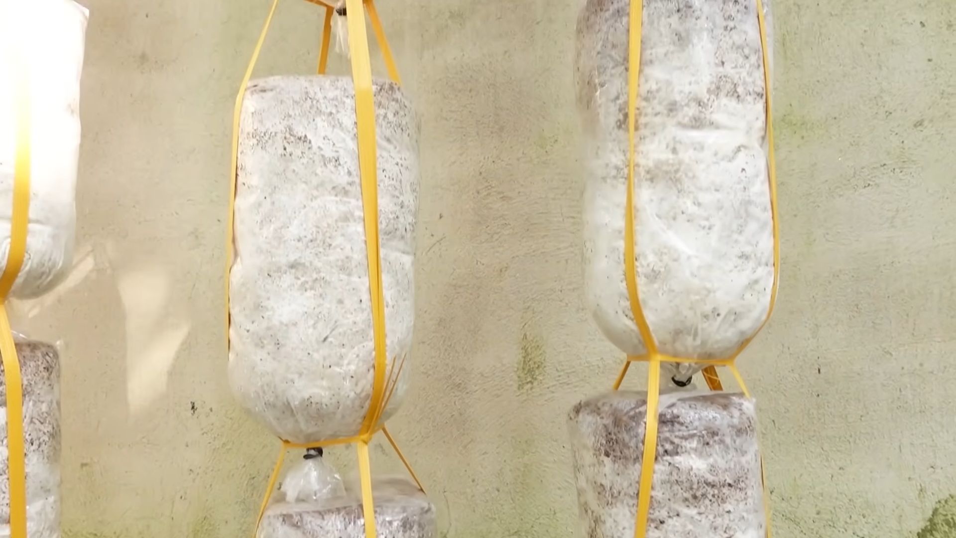 Grow Indoor Mushrooms Easily