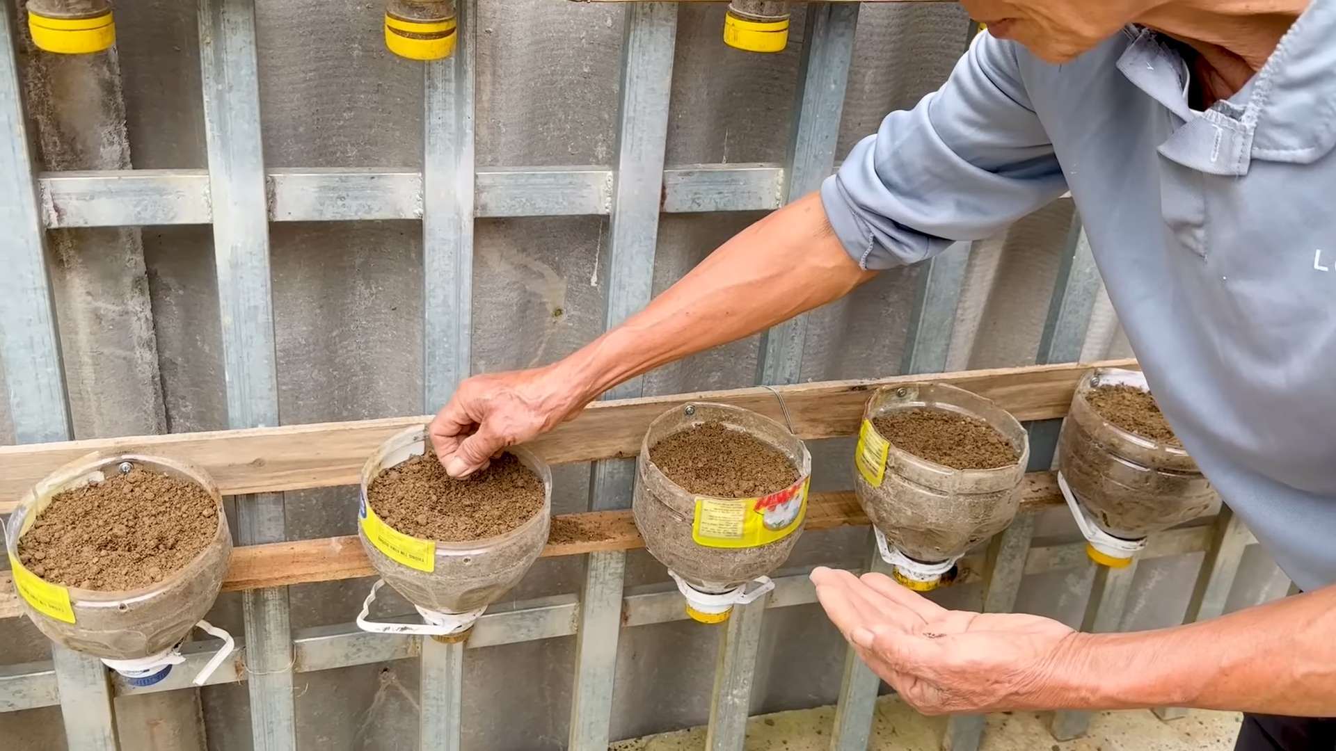 Kale plastic bottle gardening