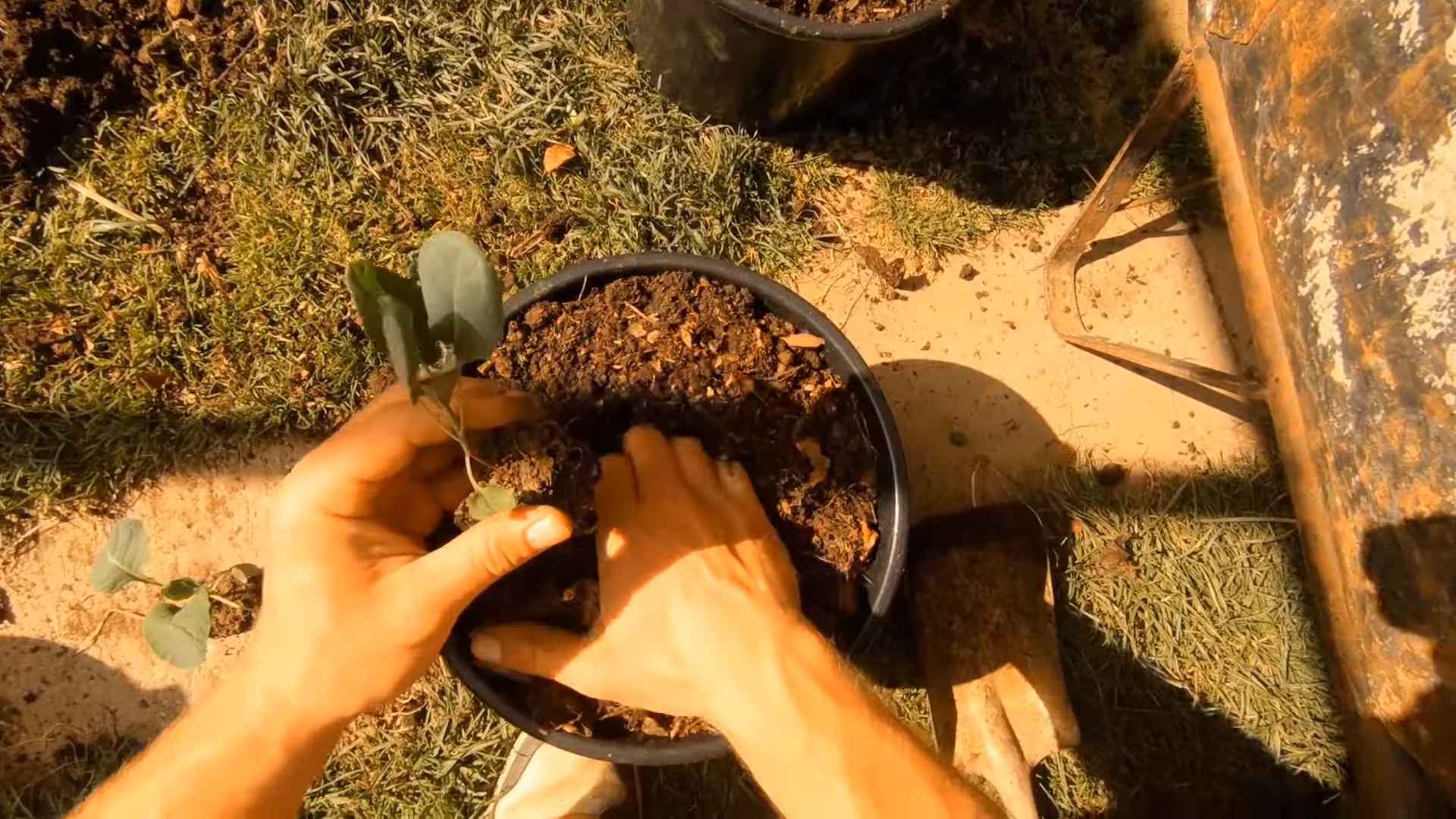 Container Brussel Sprouts