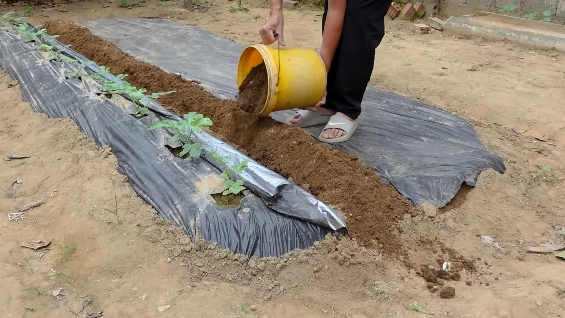 Grow watermelons at home