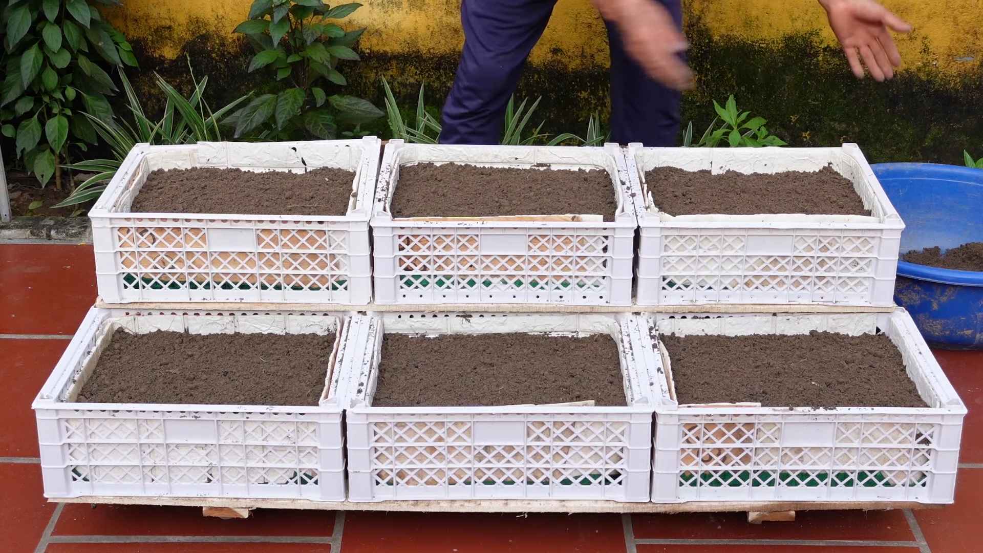 Beginner vegetable garden routine
