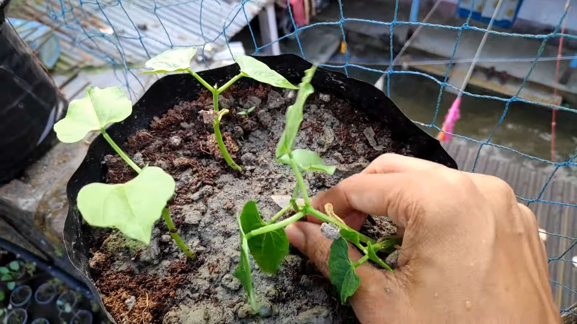 French Bean Planting Guide