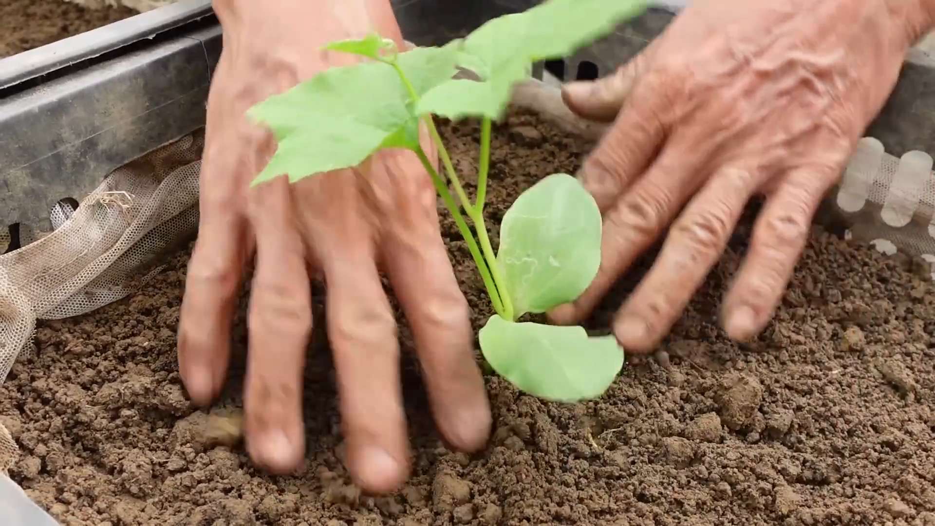 Growing Angled Luffa at Home