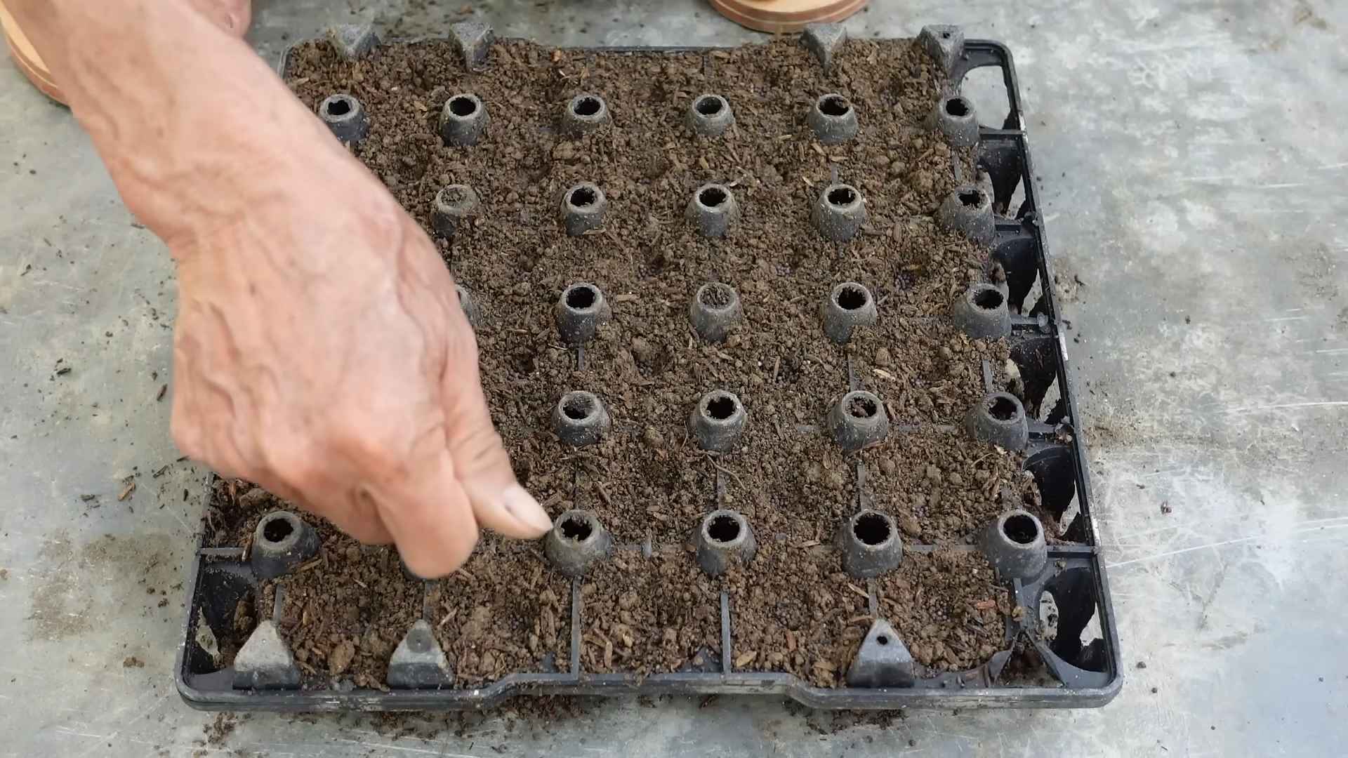 Grow Napa Cabbage at Home