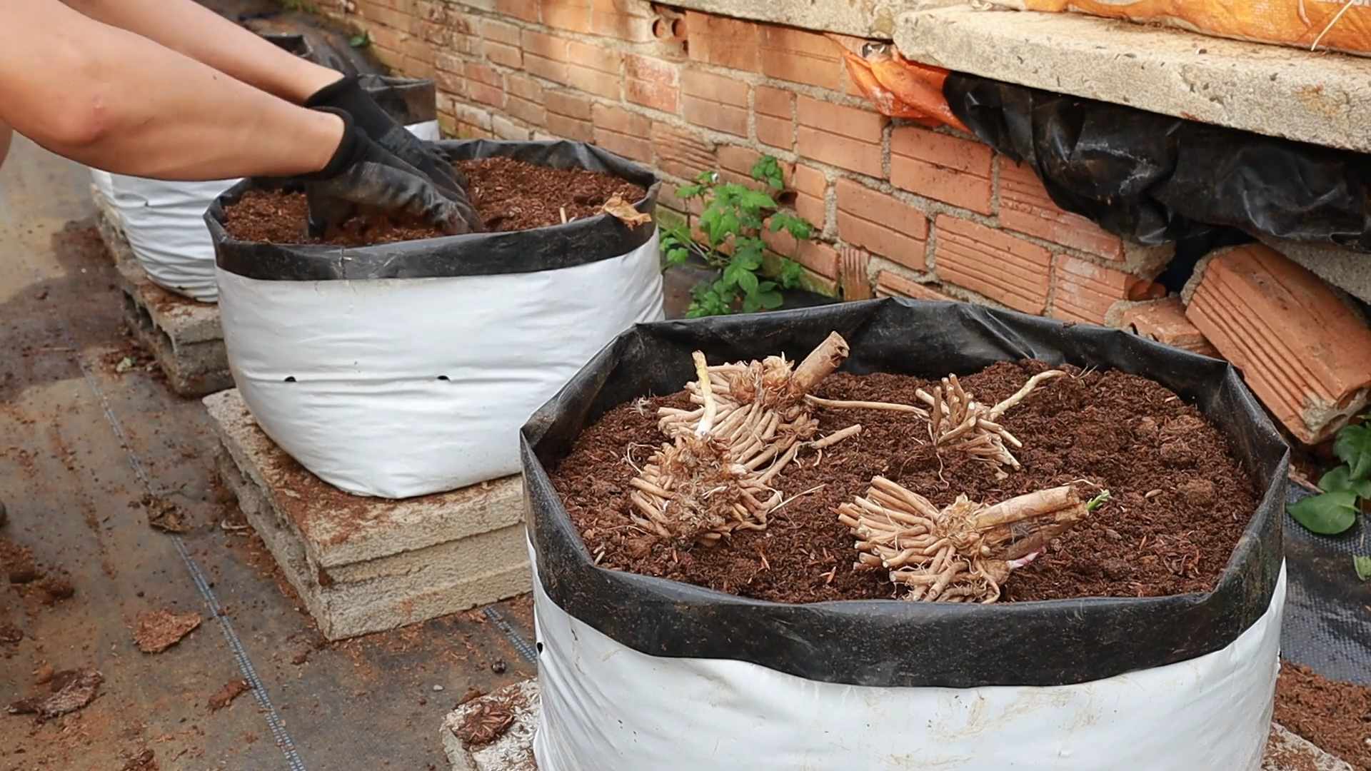 Growing Asparagus at Home