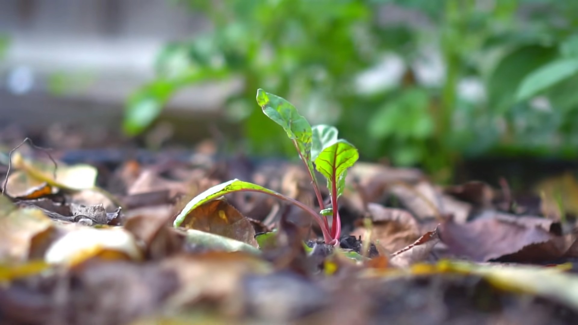 Growing Swiss Chard