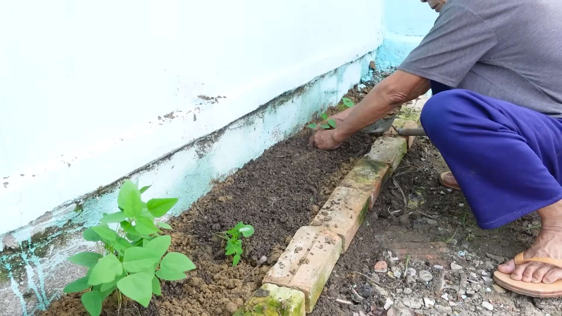 Growing Winged Beans at Home