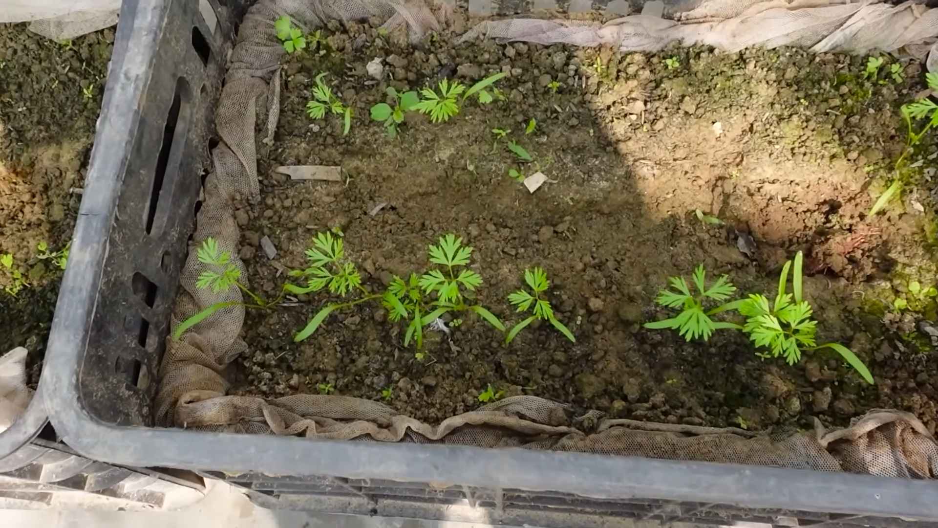 Growing carrots at home