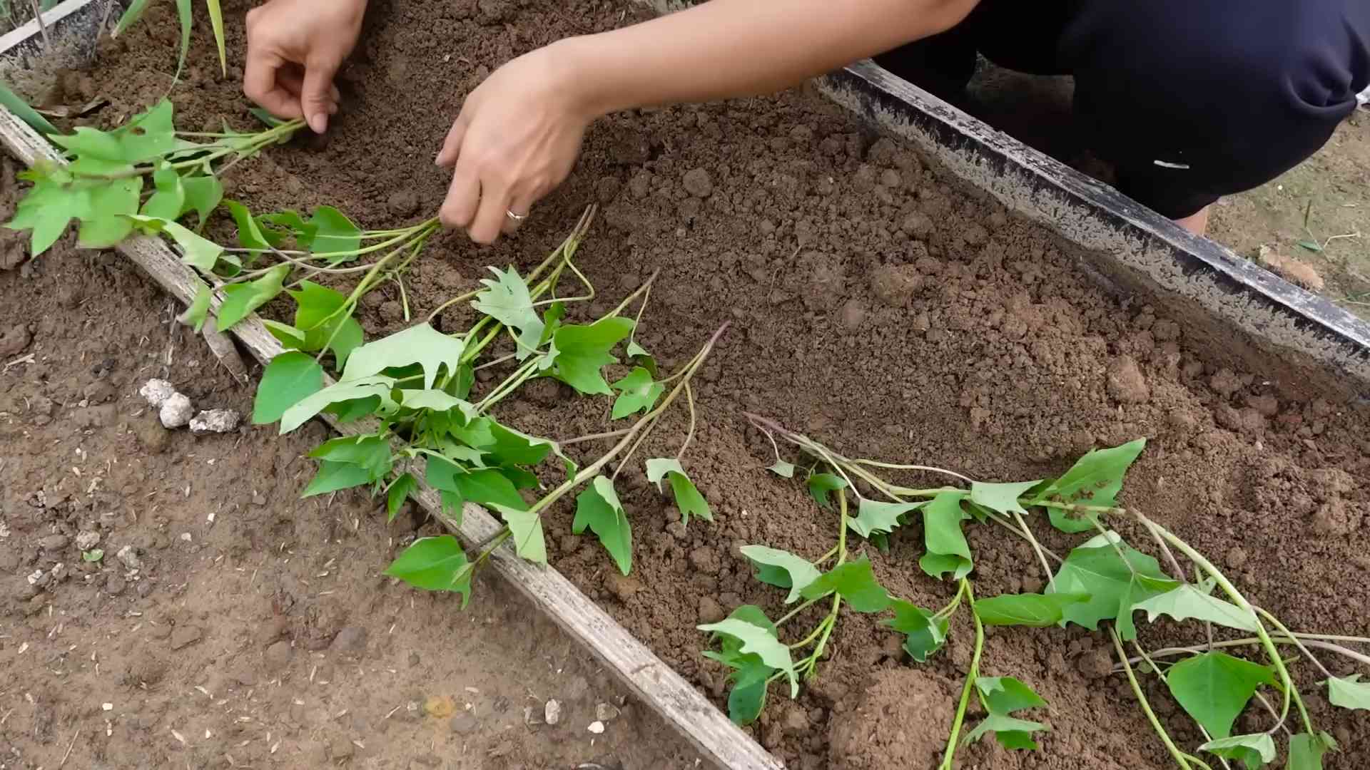 Grow Sweet Potatoes at Home