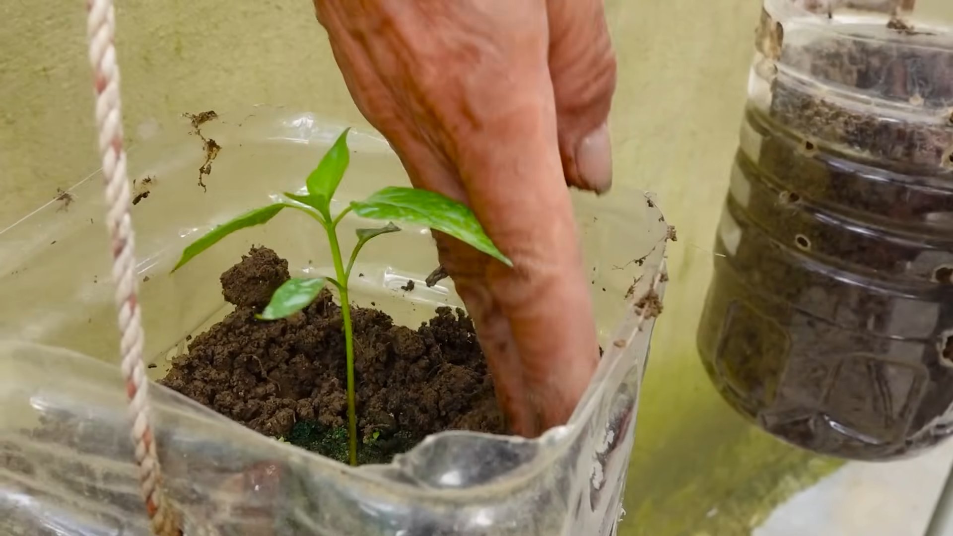 Growing Hot Peppers at Home