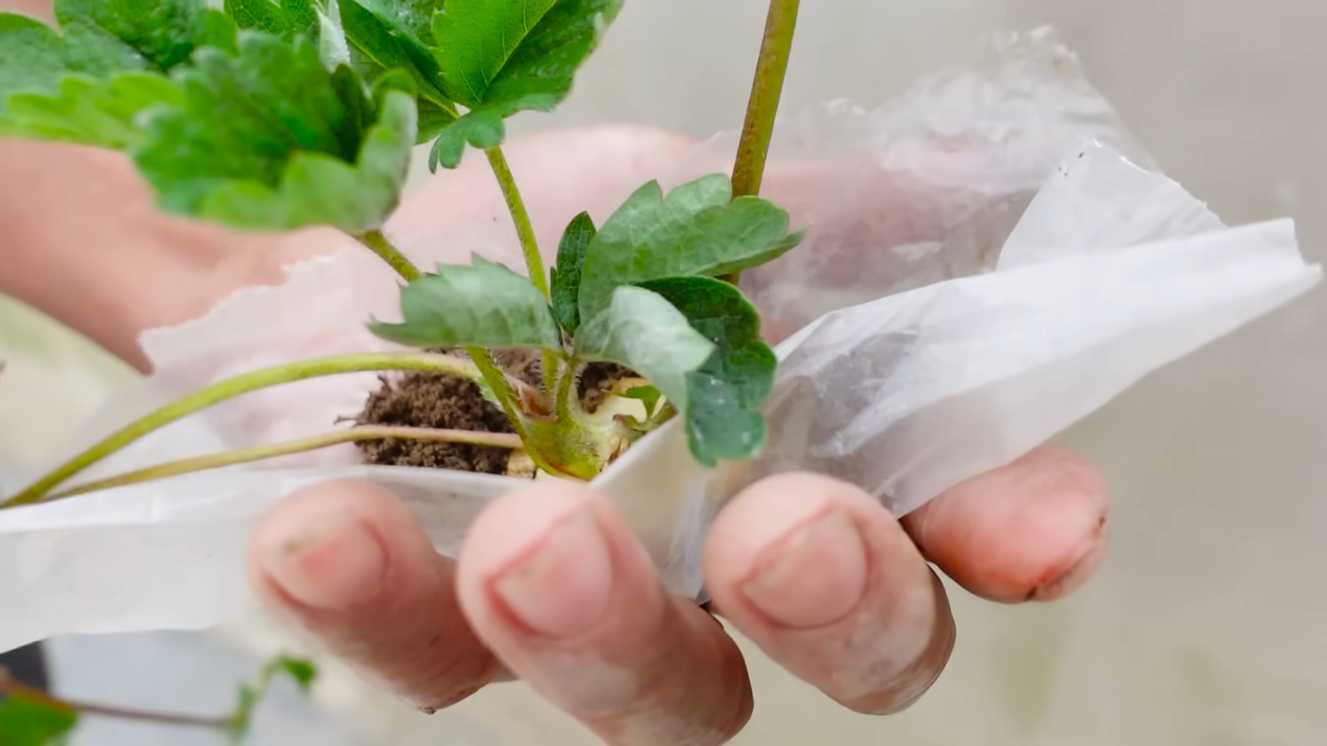 Easy Strawberry Gardening