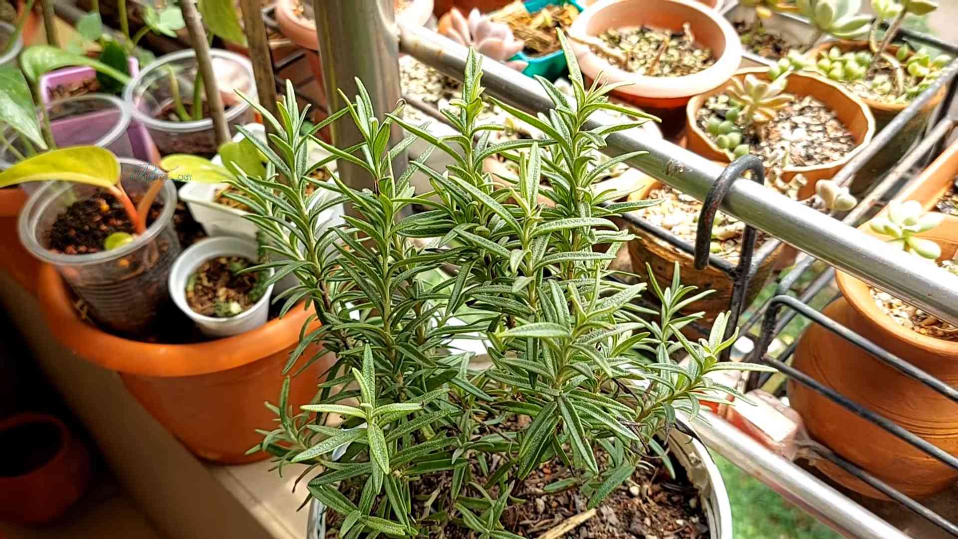 Rosemary Growing Small Spaces