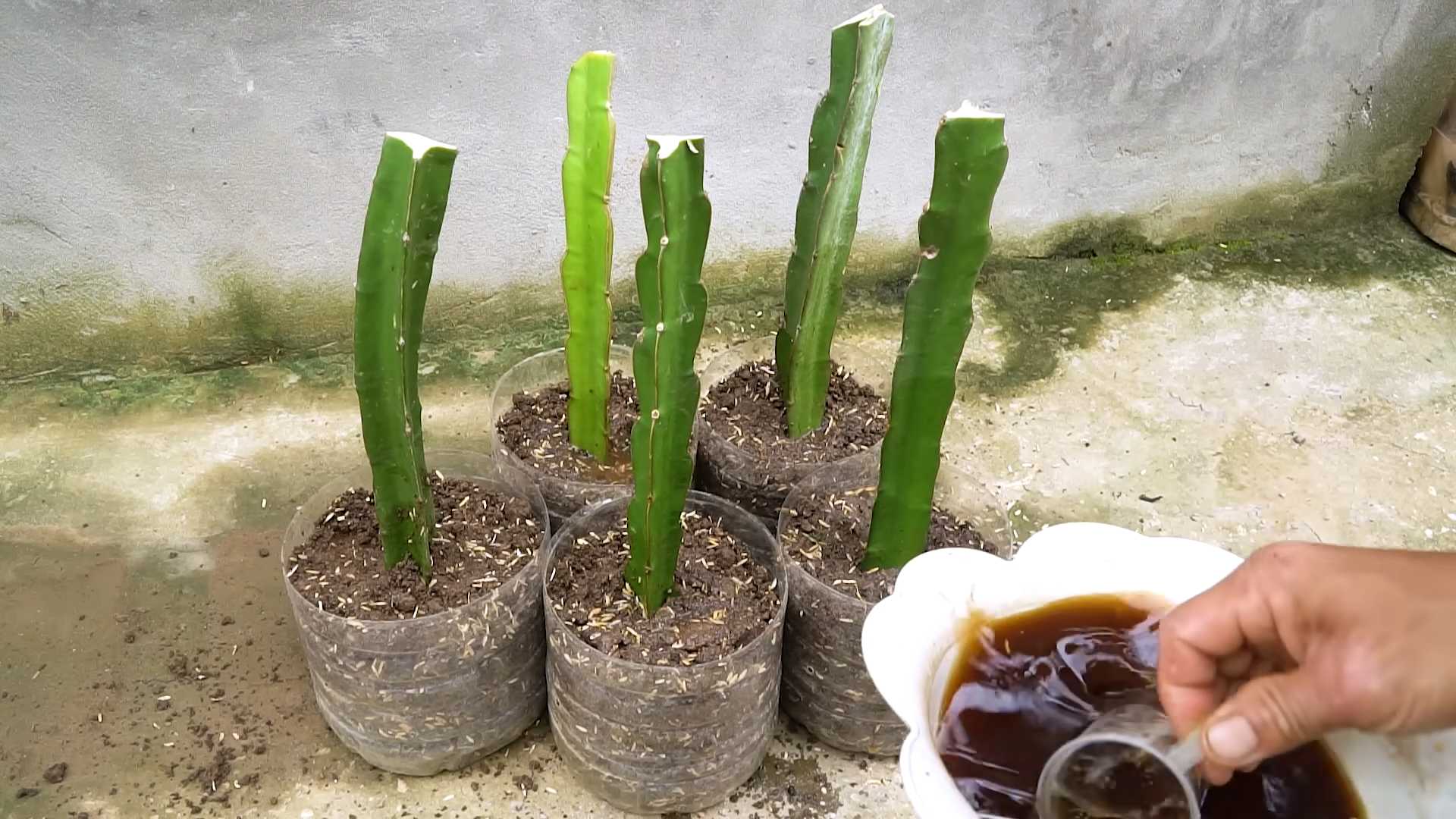 Grow Dragonfruit at Home