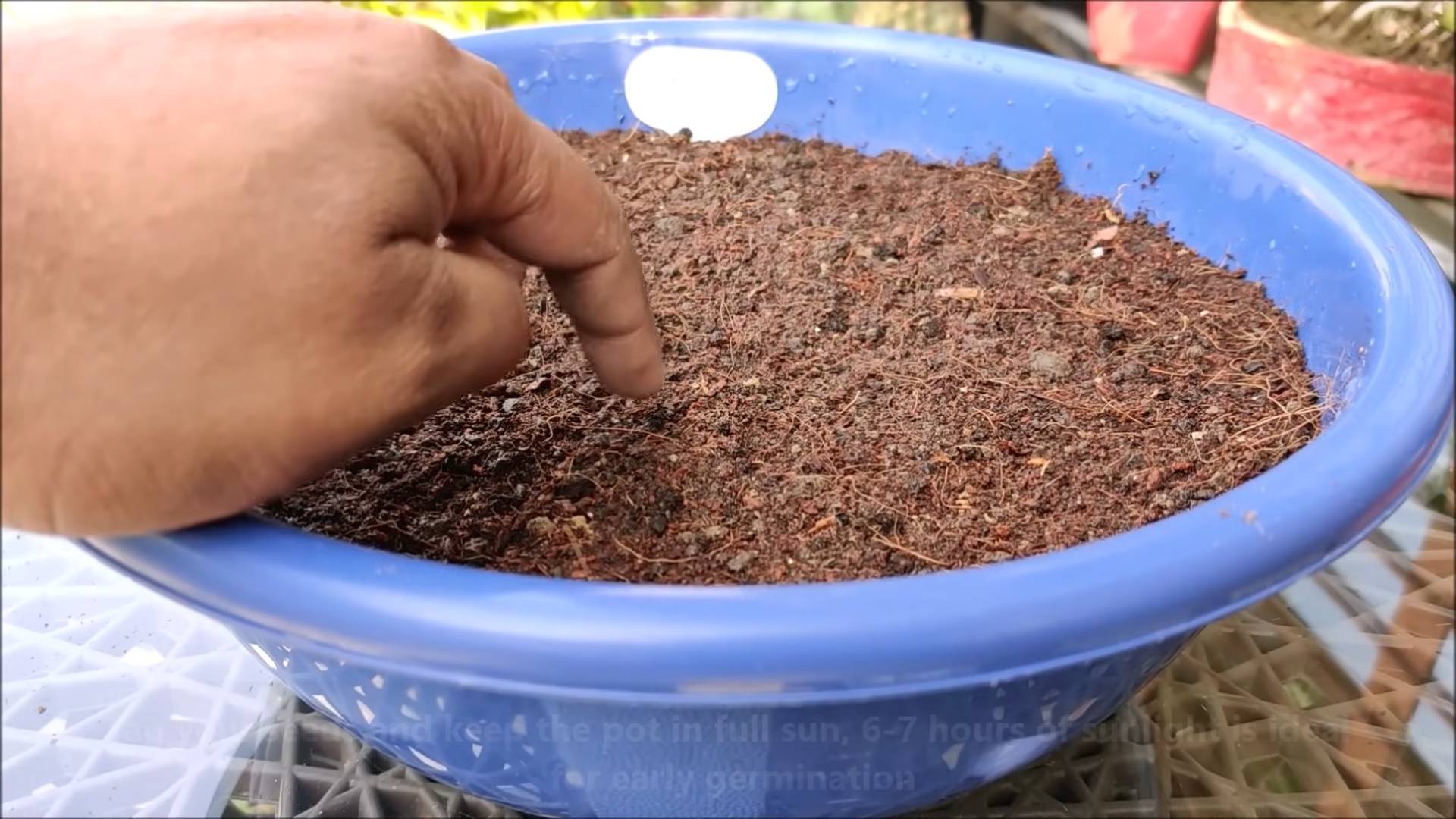 Broccoli gardening tips
