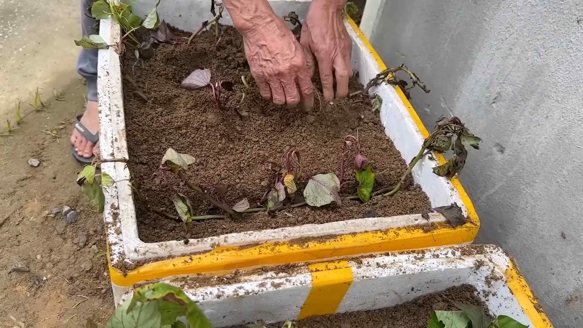 Harvesting Sweet Potatoes
