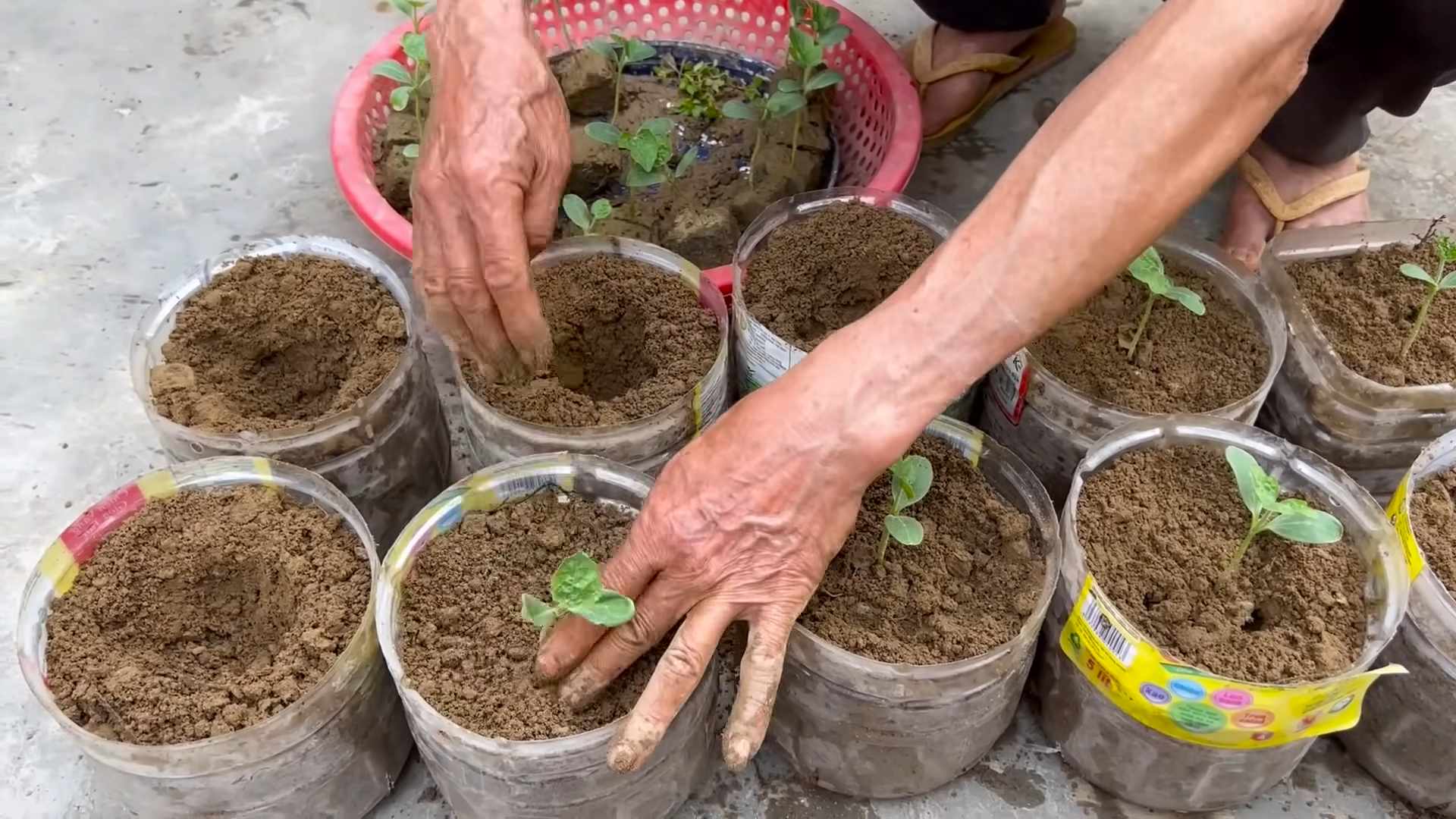 Grow Juicy Watermelons Fast